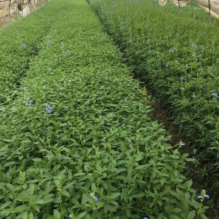 鼠尾草 苗圃批发 青州草花鼠尾草基地