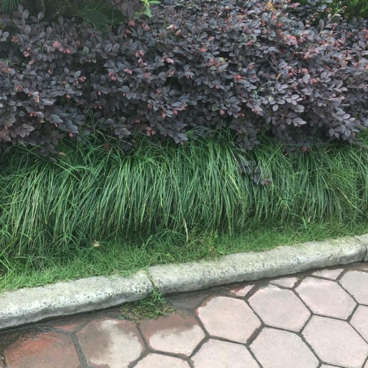 沿阶草杯苗 青州草花 沿阶草种植基地 欢迎电话联系