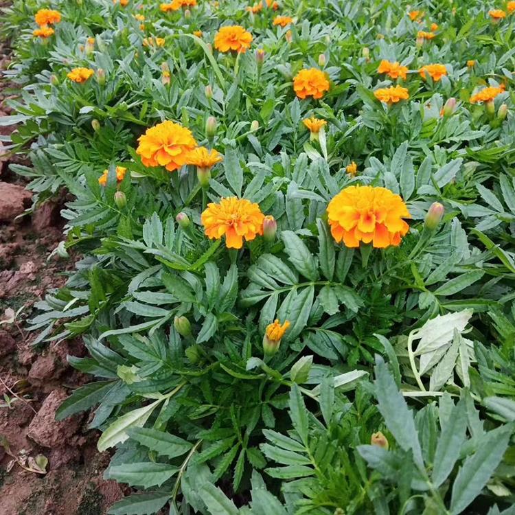 丰林花卉供应孔雀草 价格优惠 孔雀草种植基地