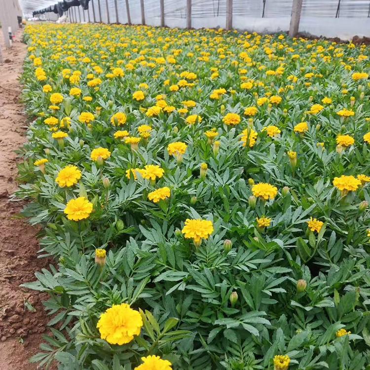 孔雀草盆花 价格优惠 孔雀草种植基地