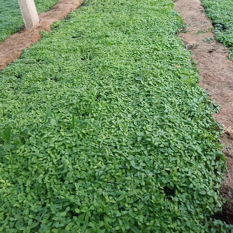 千屈菜小苗 千屈菜基地 千屈菜报价