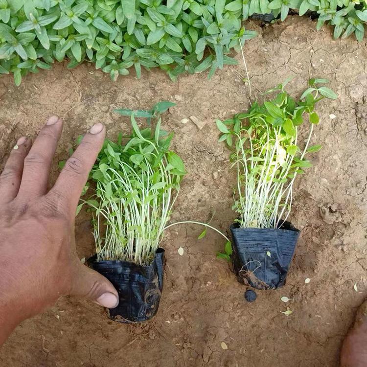 千屈菜杯苗直售 基地直销千屈菜 多年生草本千屈菜