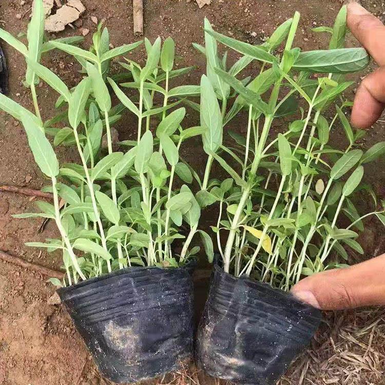 青州培育千屈菜基地 优价直供 千屈菜基地