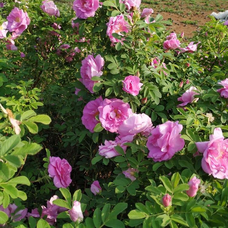 中天玫瑰  四季玫瑰花  玫瑰花价格   耐寒玫瑰  落叶玫瑰 小涵花卉