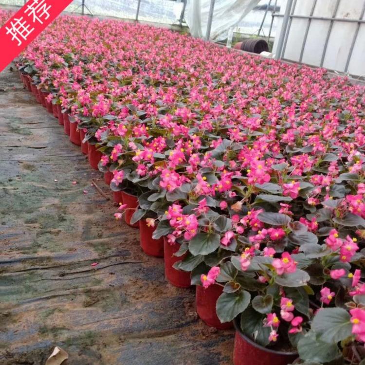 四季海棠   小涵花卉