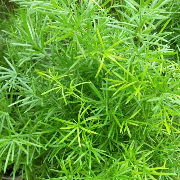 大量供应天门冬   基地直销  天门冬价格