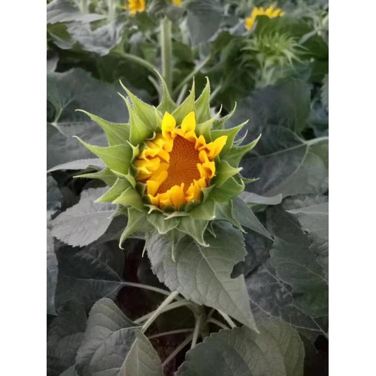 山东向日葵种植基地 向日葵批发价格观赏向日葵  晶伟园林