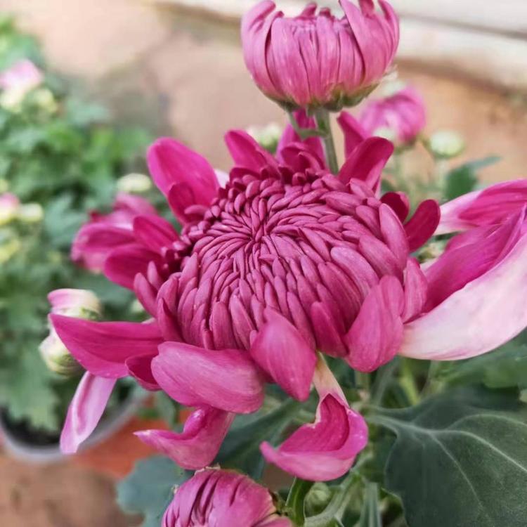 国庆菊 -租摆菊花-绿化菊花-菊花价格-批发各种宿根类花卉 草花