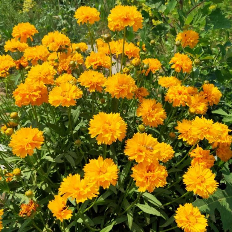 金鸡菊批发直销-金鸡菊基地-金鸡菊价格 花卉苗木批发