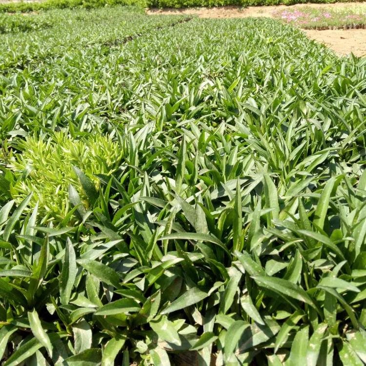 山东荷兰菊基地-绿化用苗荷兰菊-宿根荷兰菊价格 批发各种草花 宿根花卉