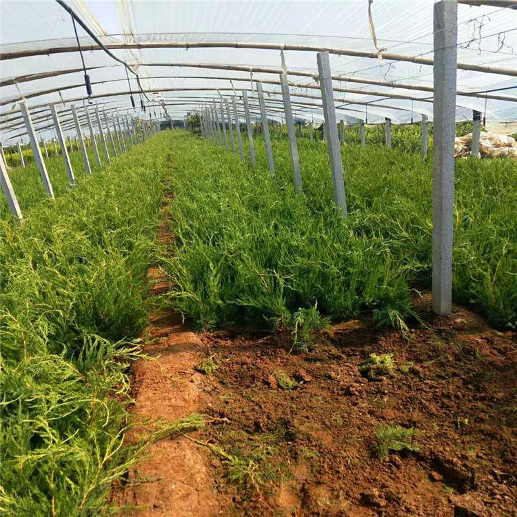 小龙柏种植基地  青州小龙柏批发价格  量大从优