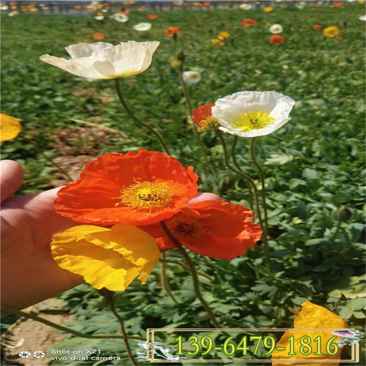 玉美人 冰岛虞美人盆苗 混色单色抗寒抗旱四季开花