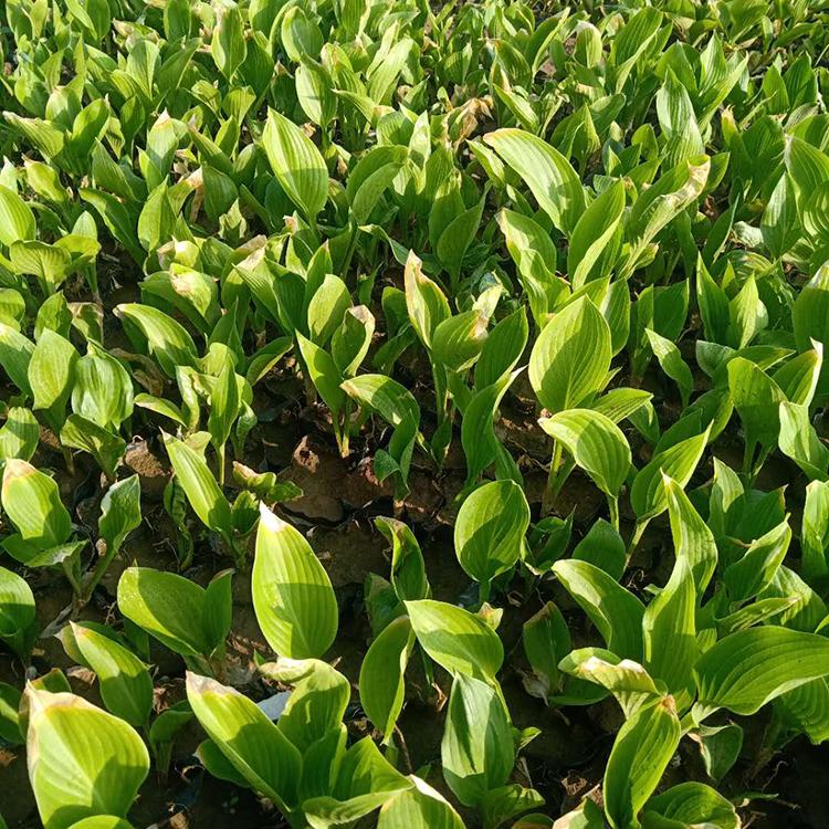 紫花玉簪基地 紫花玉簪价格 苗圃直供