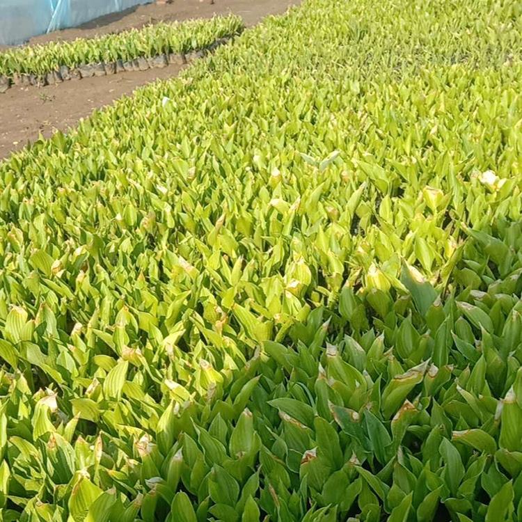 紫花玉簪销售 紫花玉簪批发价格 大量供应