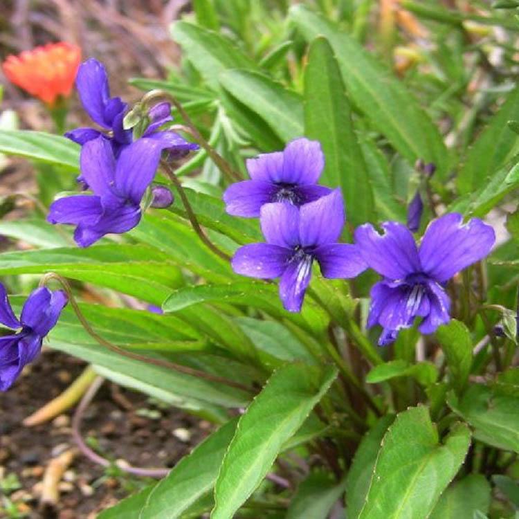 量大优惠 紫花地丁大量供应 紫花地丁种植
