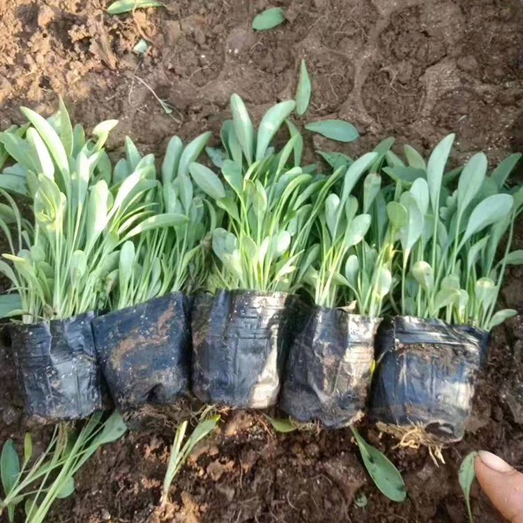 基地供应 山东金鸡菊小苗 种植基地