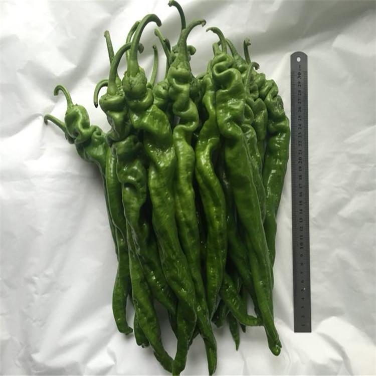 新品种辣椒种苗价格实惠 辣椒种苗价格实惠