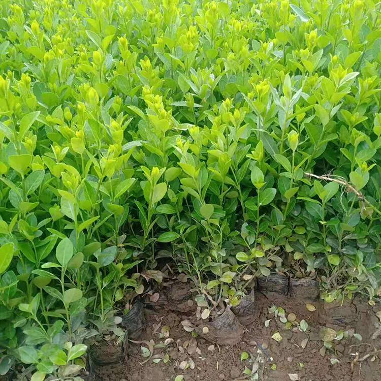 大叶扶芳藤小苗苗圃直销 大叶扶芳藤批发