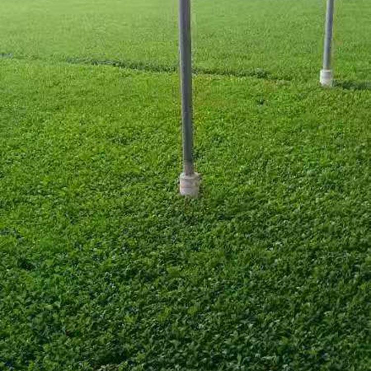 五色草小苗 五色草培育基地 五色草批发商