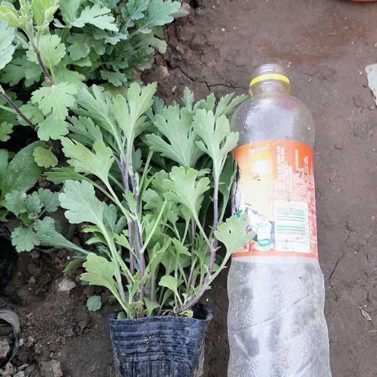地被菊 地被菊批发商 地被菊大量供应
