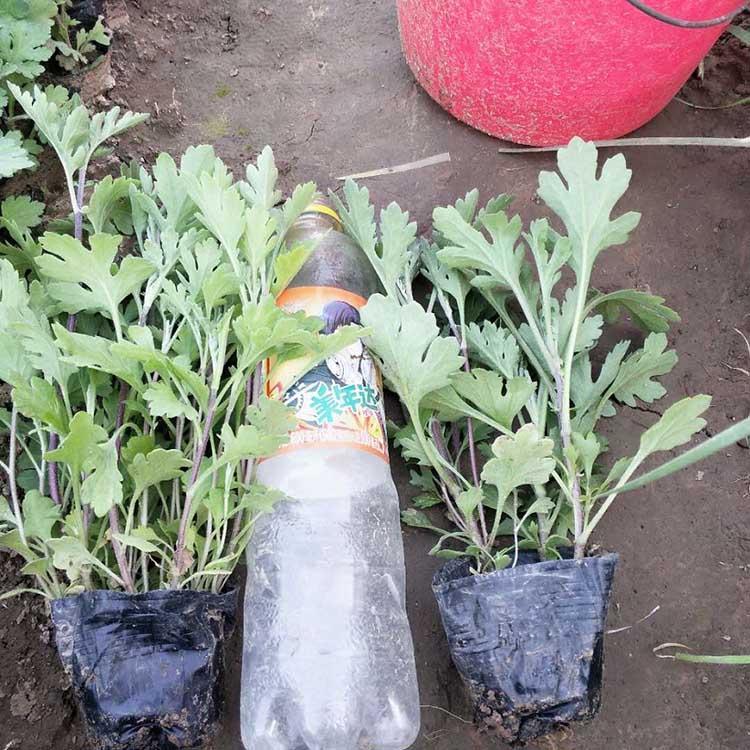 山东地被菊基地 地被菊出售 地被菊批发报价