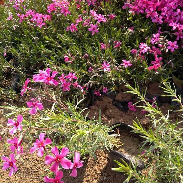 芝樱杯苗 芝樱供应商 芝樱批发商