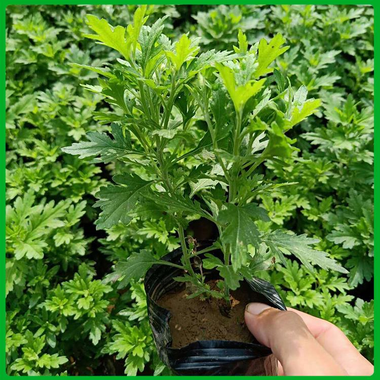 地被菊 自产自销 山东地被菊培育基地