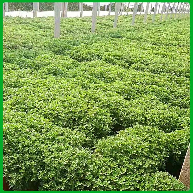 国庆菊小苗 我苗圃批发 山东国庆菊批发