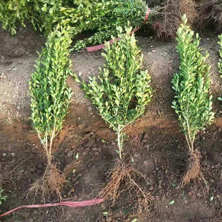 瓜子黄杨工程苗 豆瓣黄杨 基地直销批发小叶黄杨