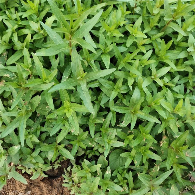 千屈菜批发 基地供应 山东千屈菜