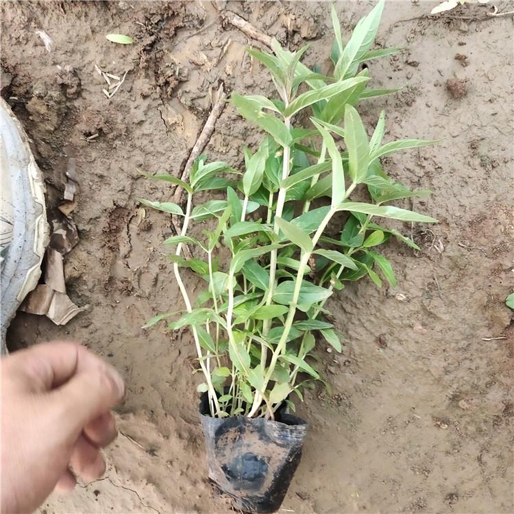 千屈菜供应商 基地直销 青州水枝柳