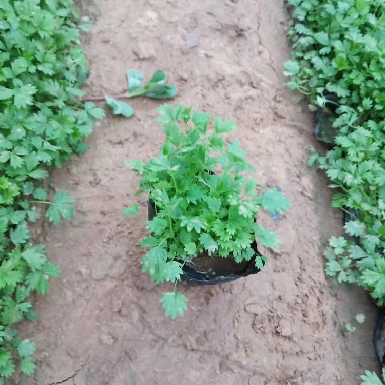 五叶委陵菜培育 优价出售 五叶委陵菜供应