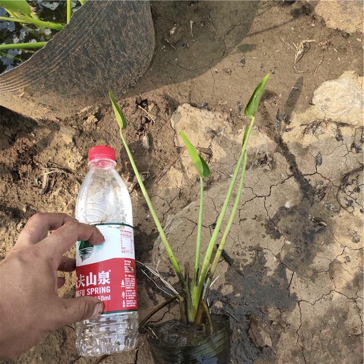 海寿花 自产自销 山东梭鱼草培育基地