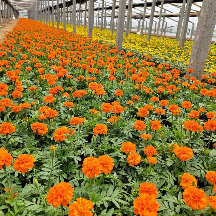 孔雀草小苗供应商  一年生花卉孔雀草价格