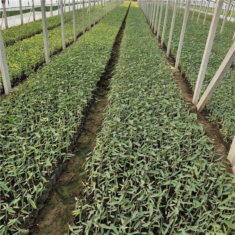 再力花销售 山东水体绿化用再力花苗 湿地绿化植物
