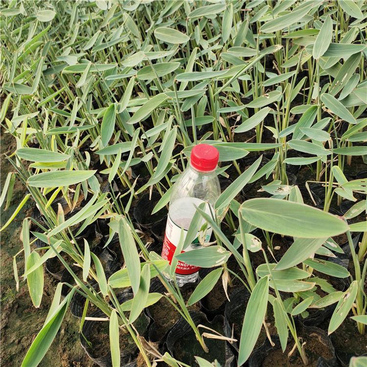 再力花销售 山东再力花 欢迎选购