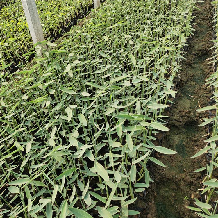 再力花小苗 湿地绿化植物 山东再力花种植基地