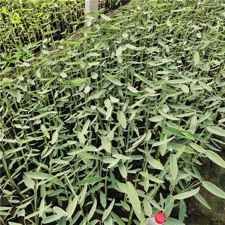 再力花批发 山东水体绿化再力花 苗圃基地批发
