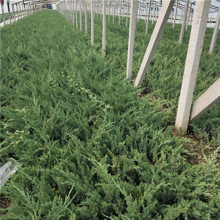 铺地柏种植基地 青州铺地柏 苗圃基地批发