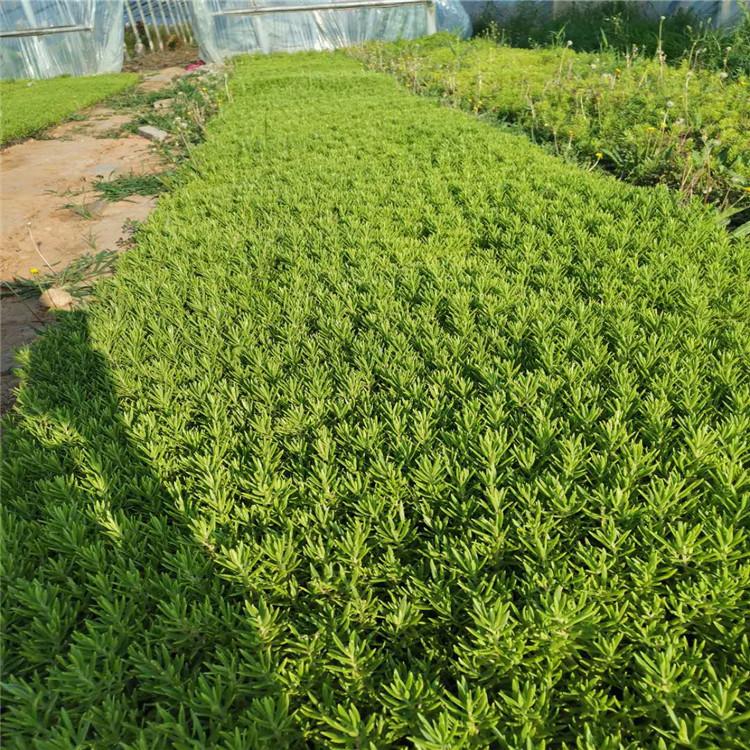 山东佛甲草供货商 佛甲草小苗种植基地