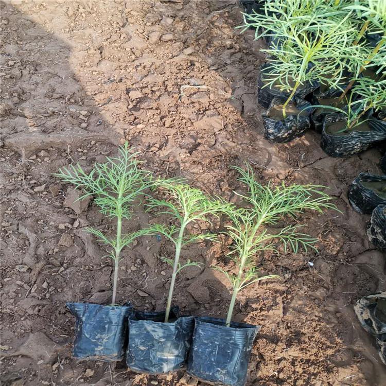 波斯菊报价   启景花卉基地供应波斯菊  波斯菊营养杯苗
