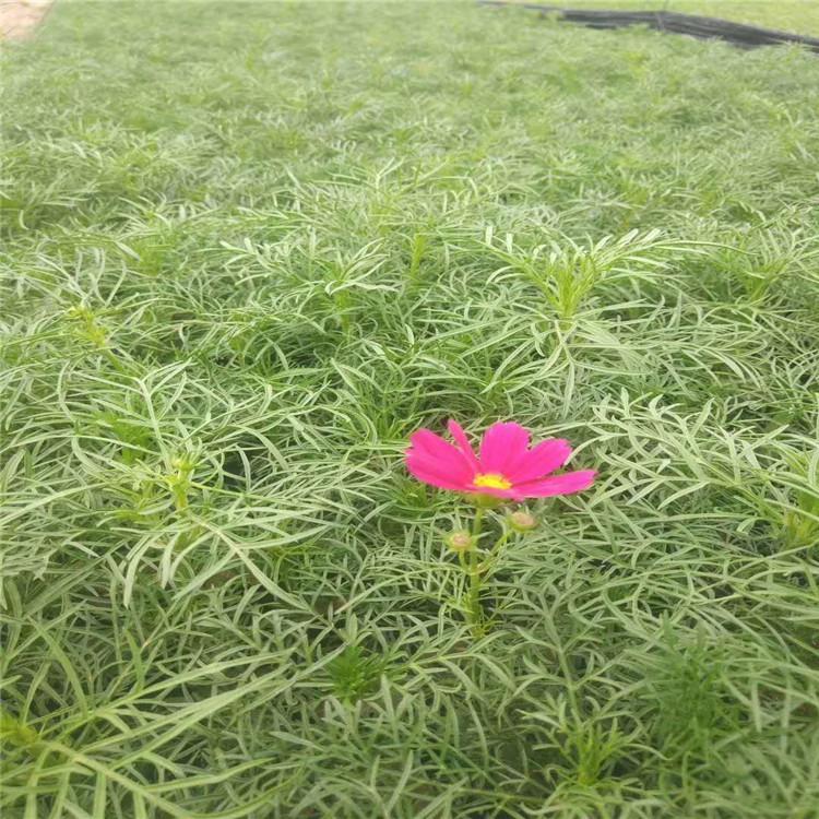 青州波斯菊报价   启景花卉基地供应波斯菊  波斯菊营养杯苗