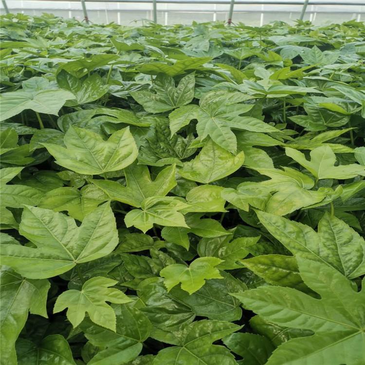 八角金盘 八角金盘报价  八角金盘营养杯苗
