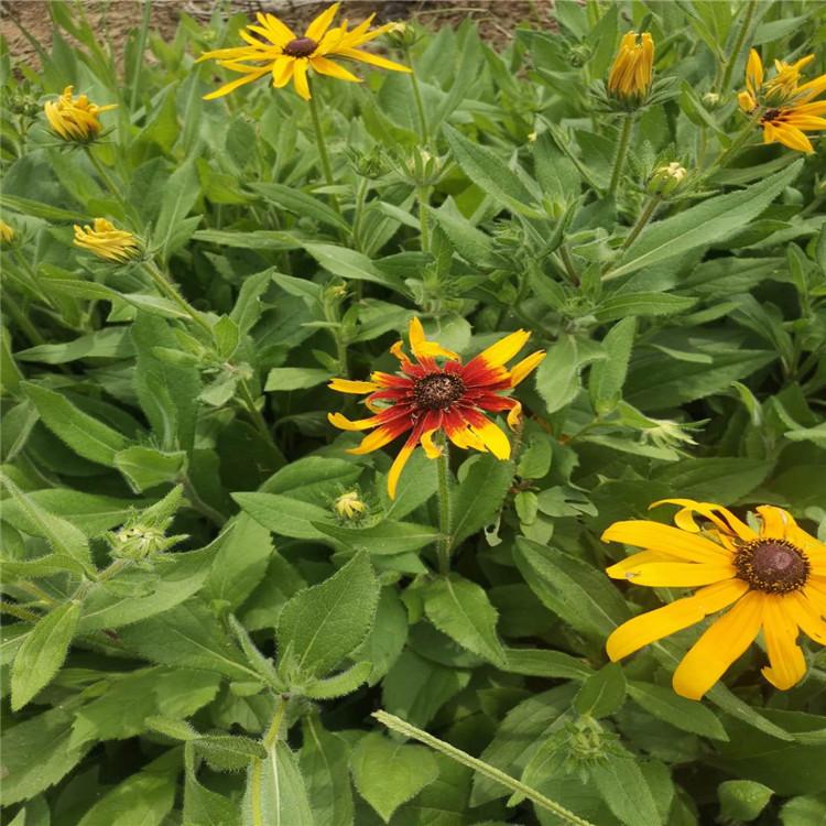 花卉苗木  黑心菊种植报价 黑心菊杯苗   山东黑心菊基地