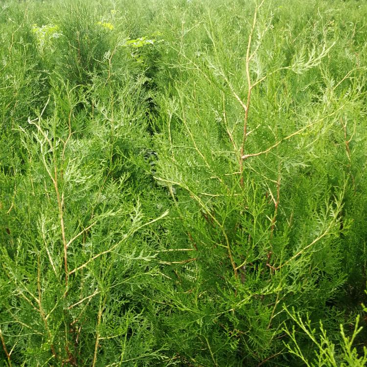 3年以上侧柏批发 侧柏价格 苗圃供苗