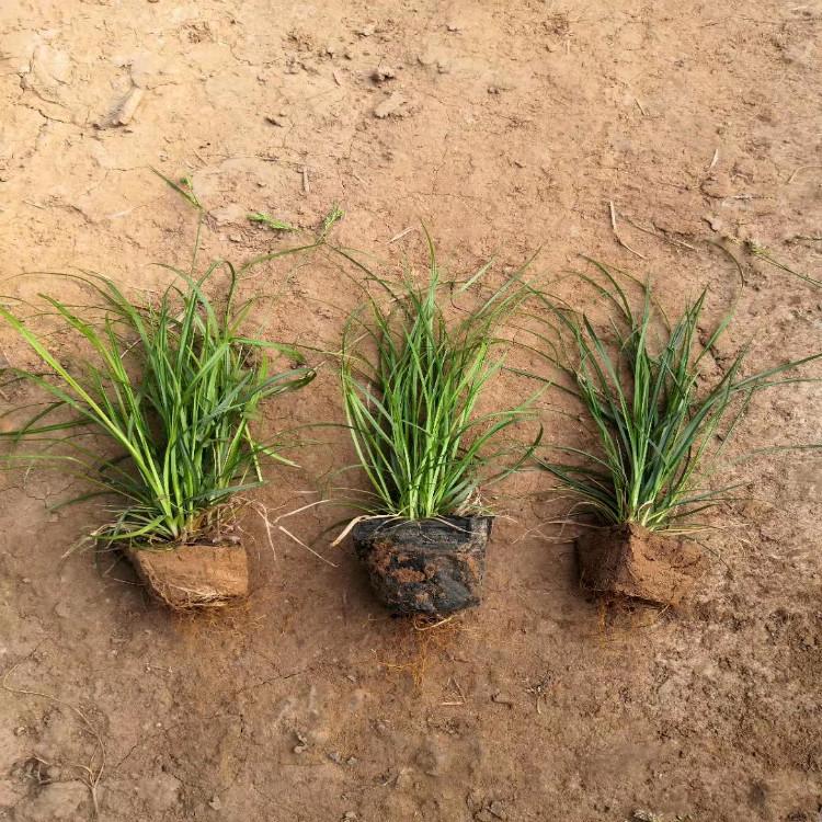 青绿苔草【天一花卉】诚信商家供货保质保量