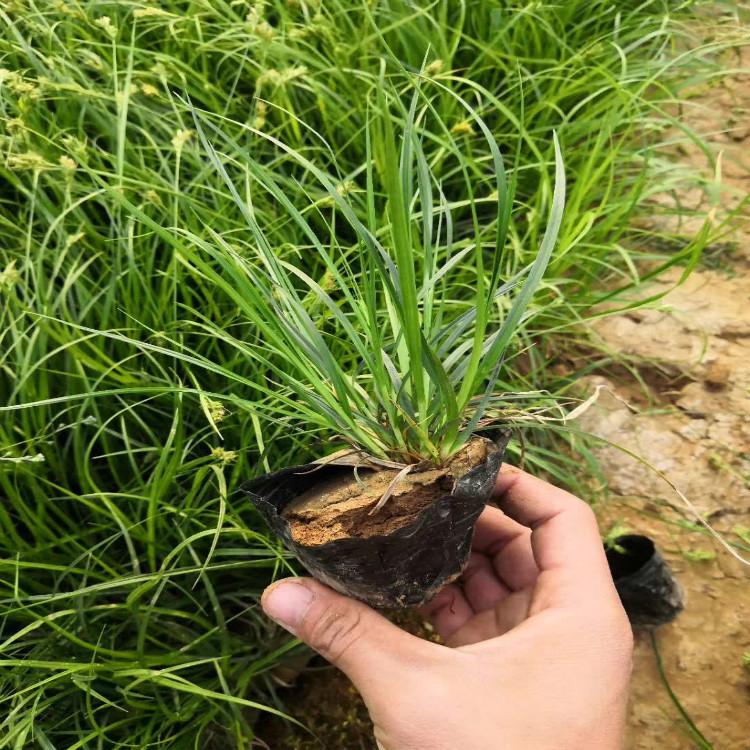 青绿苔草自家苗圃供货源头发货物优价廉