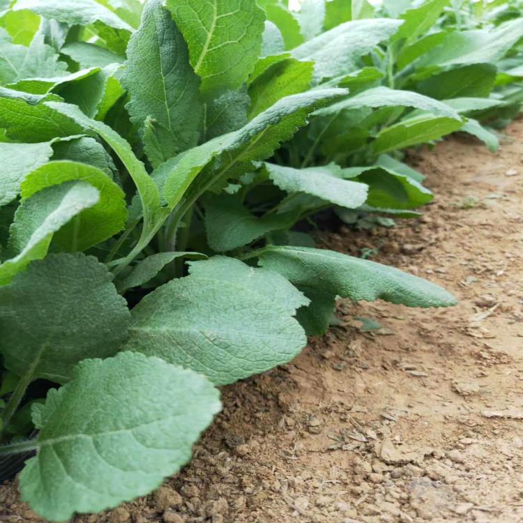 宿根草花鼠尾草种植户直供【天一花卉】欢迎新老客户实地参观订购
