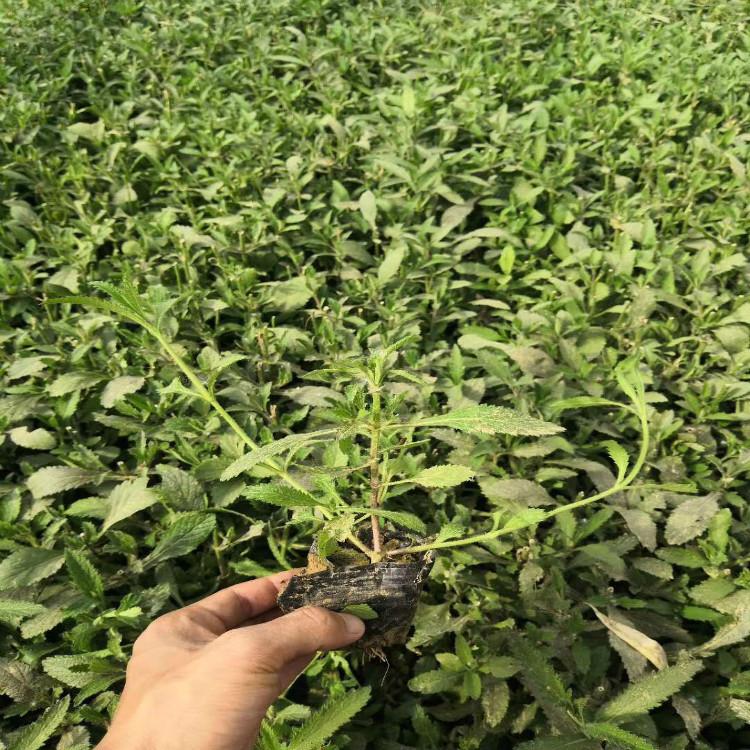 宿根草花鼠尾草培育基地出售基地