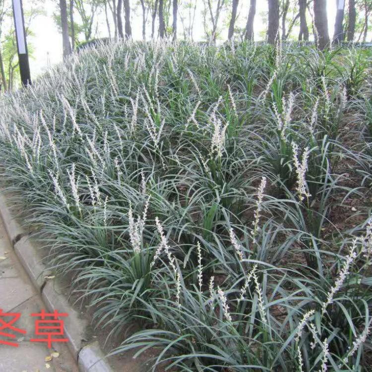 宿根草花麦冬种植户直供欢迎新老客户实地考察